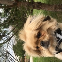 Pekingese, Köpek  Max fotoğrafı