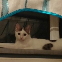 Tekir Kedi, Kedi  Pamuk  fotoğrafı