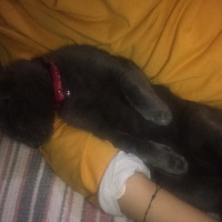 Mavi Rus, Kedi  Bilbo fotoğrafı