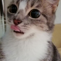 Mavi Rus, Kedi  Mia fotoğrafı