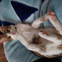 Tekir Kedi, Kedi  Mia fotoğrafı