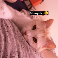 Tekir Kedi, Kedi  Mapsi fotoğrafı