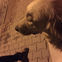 Golden Retriever, Köpek  Mutlu fotoğrafı