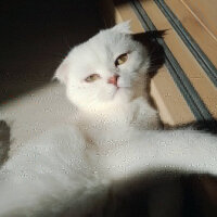 Scottish Fold, Kedi  Leo fotoğrafı