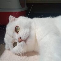 Scottish Fold, Kedi  Leo fotoğrafı