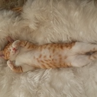 Tekir Kedi, Kedi  Poyraz fotoğrafı