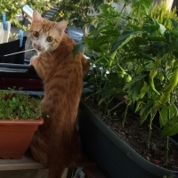 Tekir Kedi, Kedi  Poyraz fotoğrafı