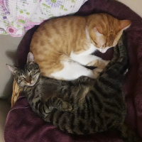 Tekir Kedi, Kedi  Poyraz fotoğrafı