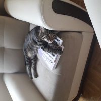 Tekir Kedi, Kedi  Poyraz fotoğrafı