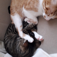 Tekir Kedi, Kedi  Poyraz fotoğrafı