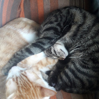 Tekir Kedi, Kedi  Poyraz fotoğrafı