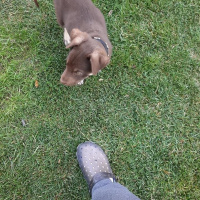 Sokö (Sokak Köpeği), Köpek  Mavi fotoğrafı