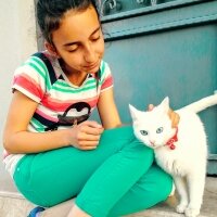 Ankara Kedisi, Kedi  Maviş fotoğrafı