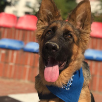 Alman Çoban Köpeği, Köpek  Xayah fotoğrafı