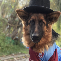 Alman Çoban Köpeği, Köpek  Xayah fotoğrafı