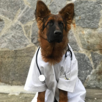 Alman Çoban Köpeği, Köpek  Xayah fotoğrafı