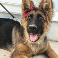 Alman Çoban Köpeği, Köpek  Xayah fotoğrafı