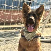 Alman Çoban Köpeği, Köpek  Xayah fotoğrafı
