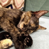 Tekir Kedi, Kedi  Ponçik fotoğrafı