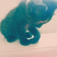 Tekir Kedi, Kedi  tekir fotoğrafı