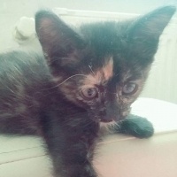 Tekir Kedi, Kedi  tekir fotoğrafı