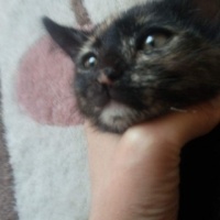 Tekir Kedi, Kedi  tekir fotoğrafı