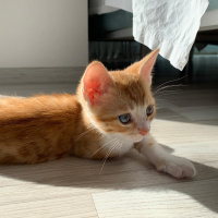Sarman, Kedi  Güneş fotoğrafı