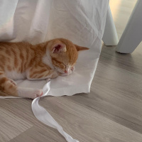 Sarman, Kedi  Güneş fotoğrafı