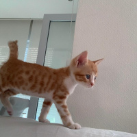Sarman, Kedi  Güneş fotoğrafı
