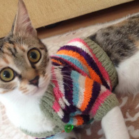 Tekir Kedi, Kedi  Fırfır fotoğrafı