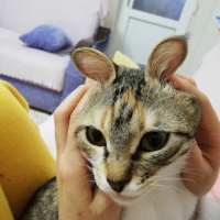 Tekir Kedi, Kedi  Fırfır fotoğrafı