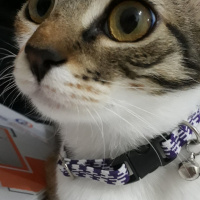 Tekir Kedi, Kedi  Fırfır fotoğrafı