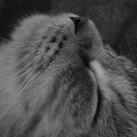 British Shorthair, Kedi  Eva fotoğrafı