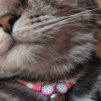 British Shorthair, Kedi  Eva fotoğrafı