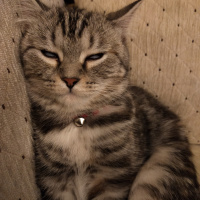 British Shorthair, Kedi  Eva fotoğrafı