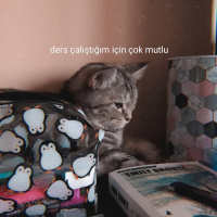 British Shorthair, Kedi  Eva fotoğrafı