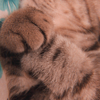 British Shorthair, Kedi  Eva fotoğrafı