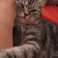 British Shorthair, Kedi  Eva fotoğrafı