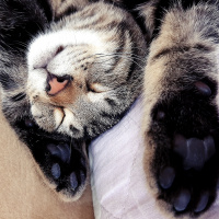 Tekir Kedi, Kedi  Şinasi fotoğrafı