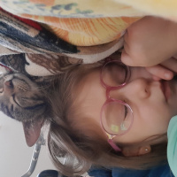 Tekir Kedi, Kedi  Şinasi fotoğrafı