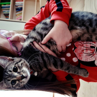 Tekir Kedi, Kedi  Şinasi fotoğrafı