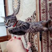 Tekir Kedi, Kedi  Şinasi fotoğrafı