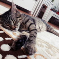Tekir Kedi, Kedi  Şinasi fotoğrafı