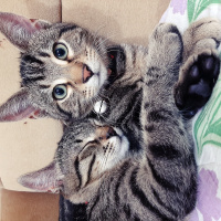Tekir Kedi, Kedi  Şinasi fotoğrafı
