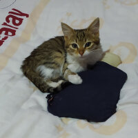 Tekir Kedi, Kedi  ŞANSLI fotoğrafı