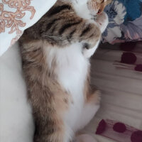 Tekir Kedi, Kedi  ŞANSLI fotoğrafı