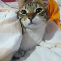 Tekir Kedi, Kedi  ŞANSLI fotoğrafı