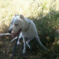 Dogo Arjantin, Köpek  Paşa fotoğrafı