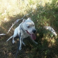 Dogo Arjantin, Köpek  Paşa fotoğrafı