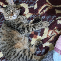 Tekir Kedi, Kedi  Nefin fotoğrafı